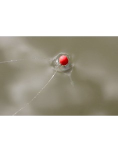 Drennan Crystal Dibber 2