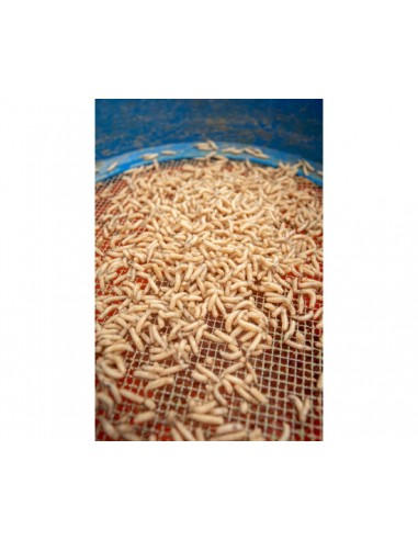Sonubaits Maggot Glue